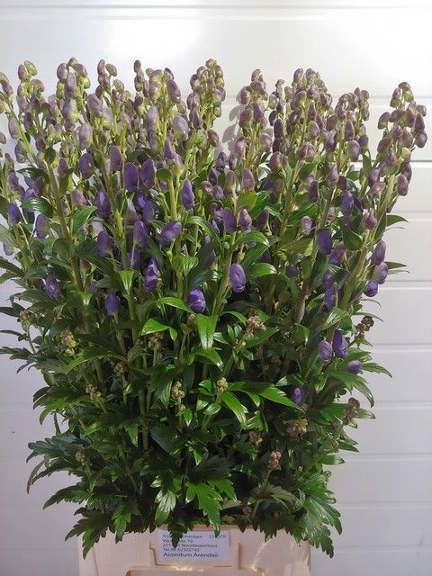 Аконитум Арендси 95, шт.