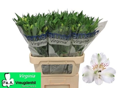 Альстромерия Вирджиния, шт.