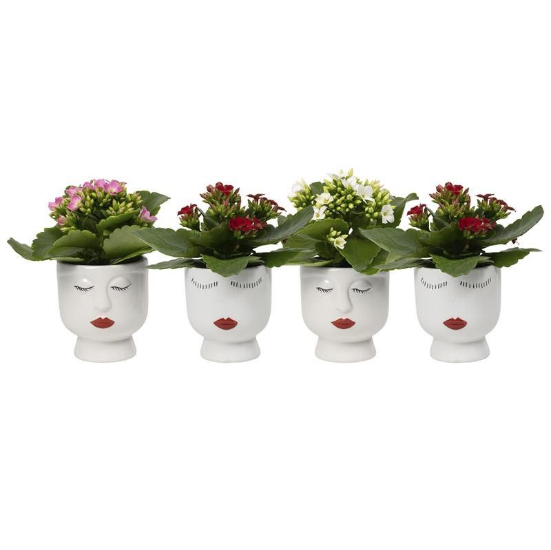 Face It with Kalanchoe, D 6