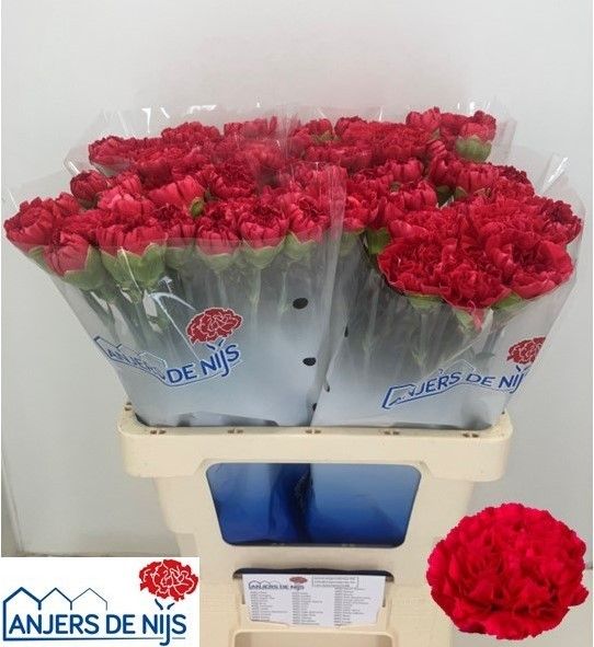 Диантус од. Джуно+, шт.