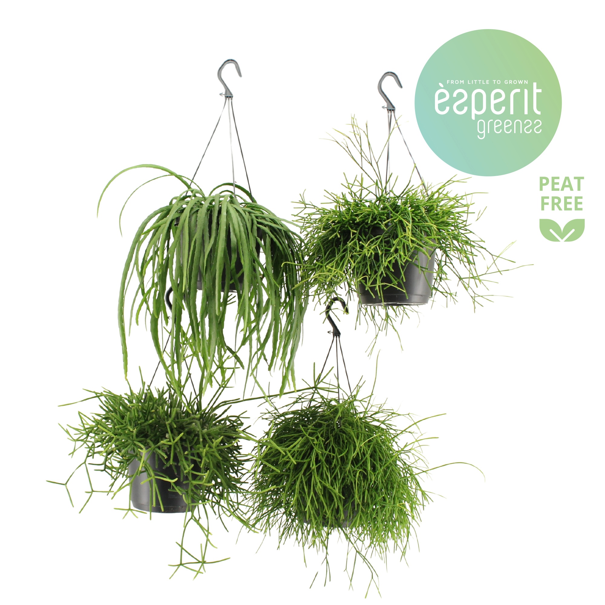 Rhipsalis Mix hangpot 2-4 srt., D 17