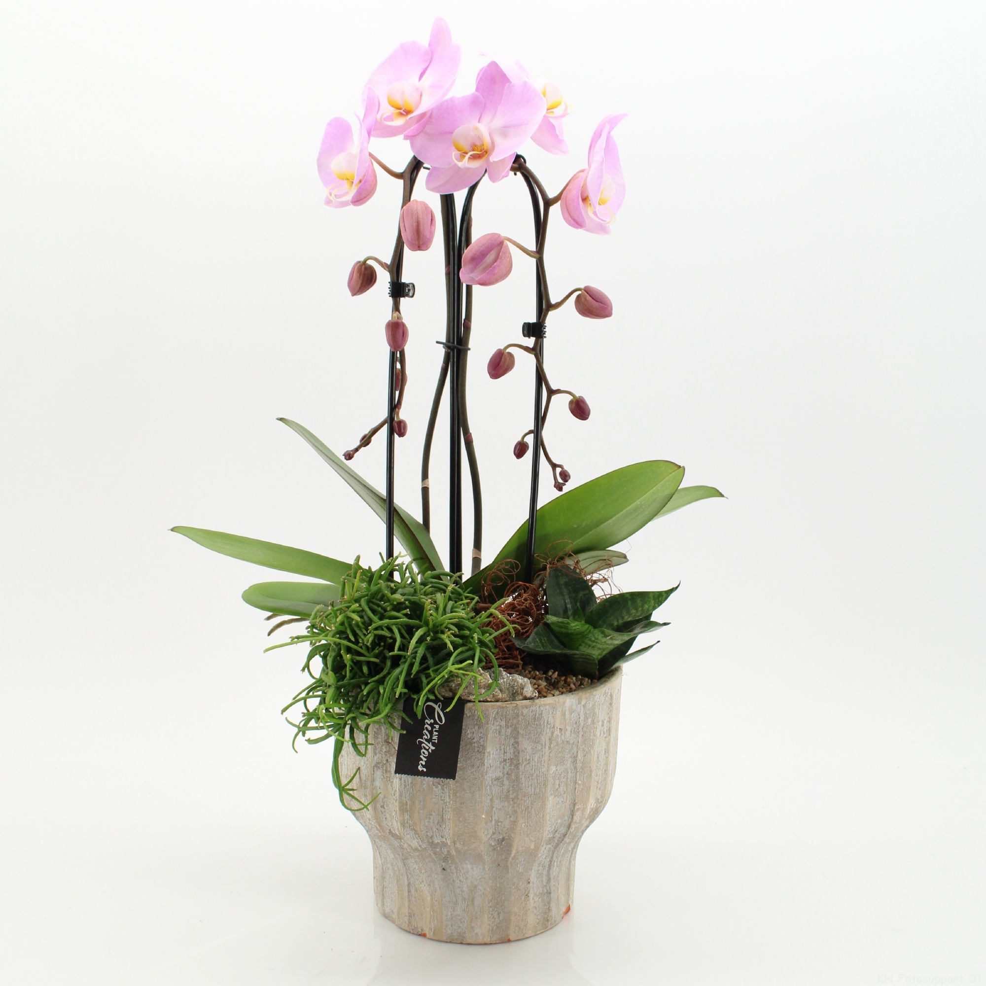 PHAL-2638RZ Phalaenopsis creatie, D 20