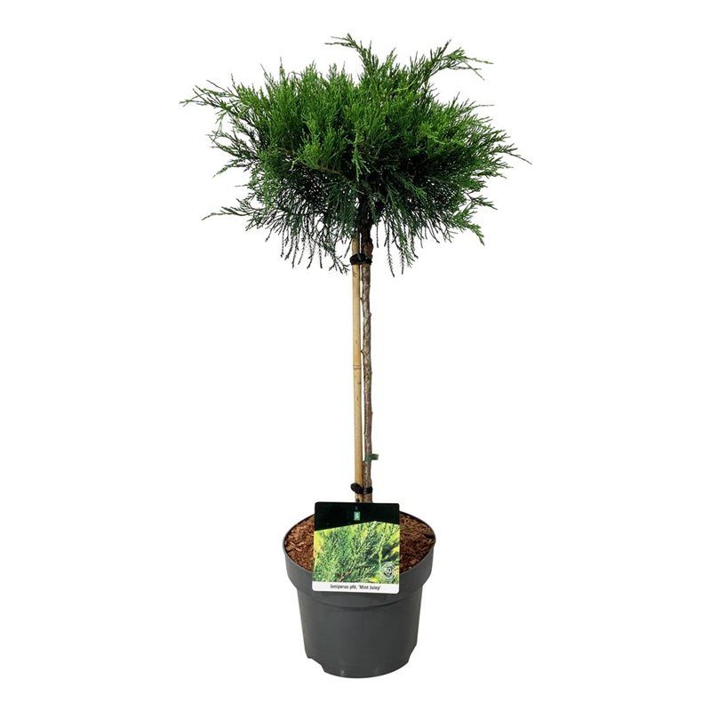Juniperus pf. 'Mint Julep', D 23