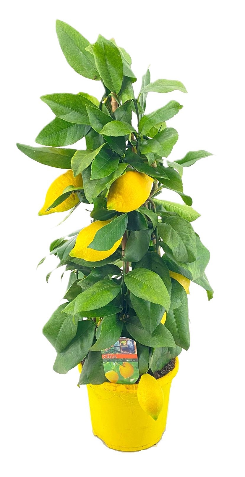 Citrus lemon piramide, D 19