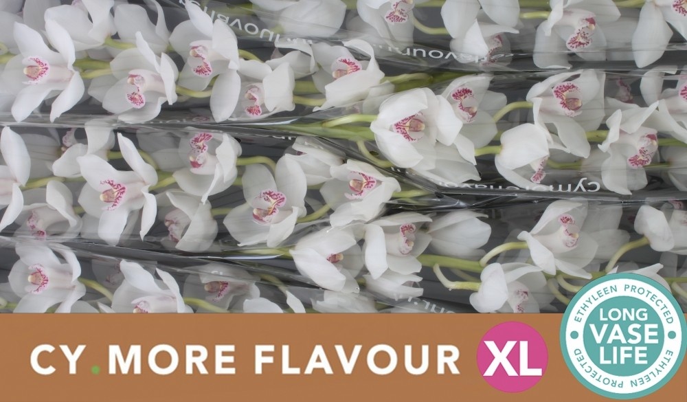 Цимбидиум Ванити x6 80, шт.