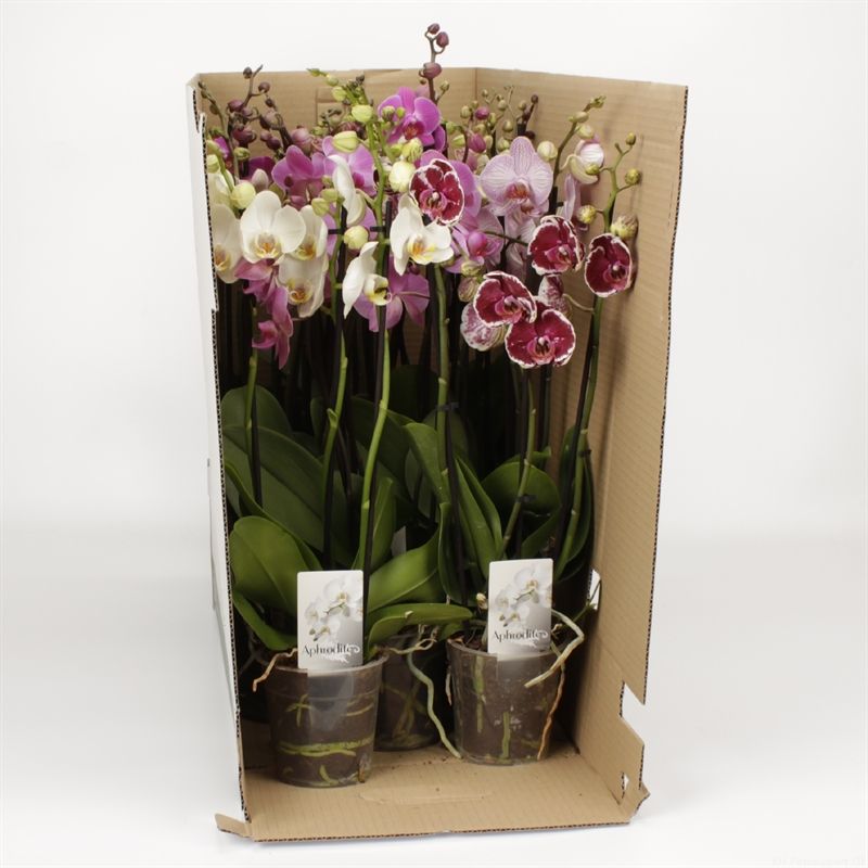 Phalaenopsis gemengd 3 tak gemengd Clean Ocean, D 12 cm