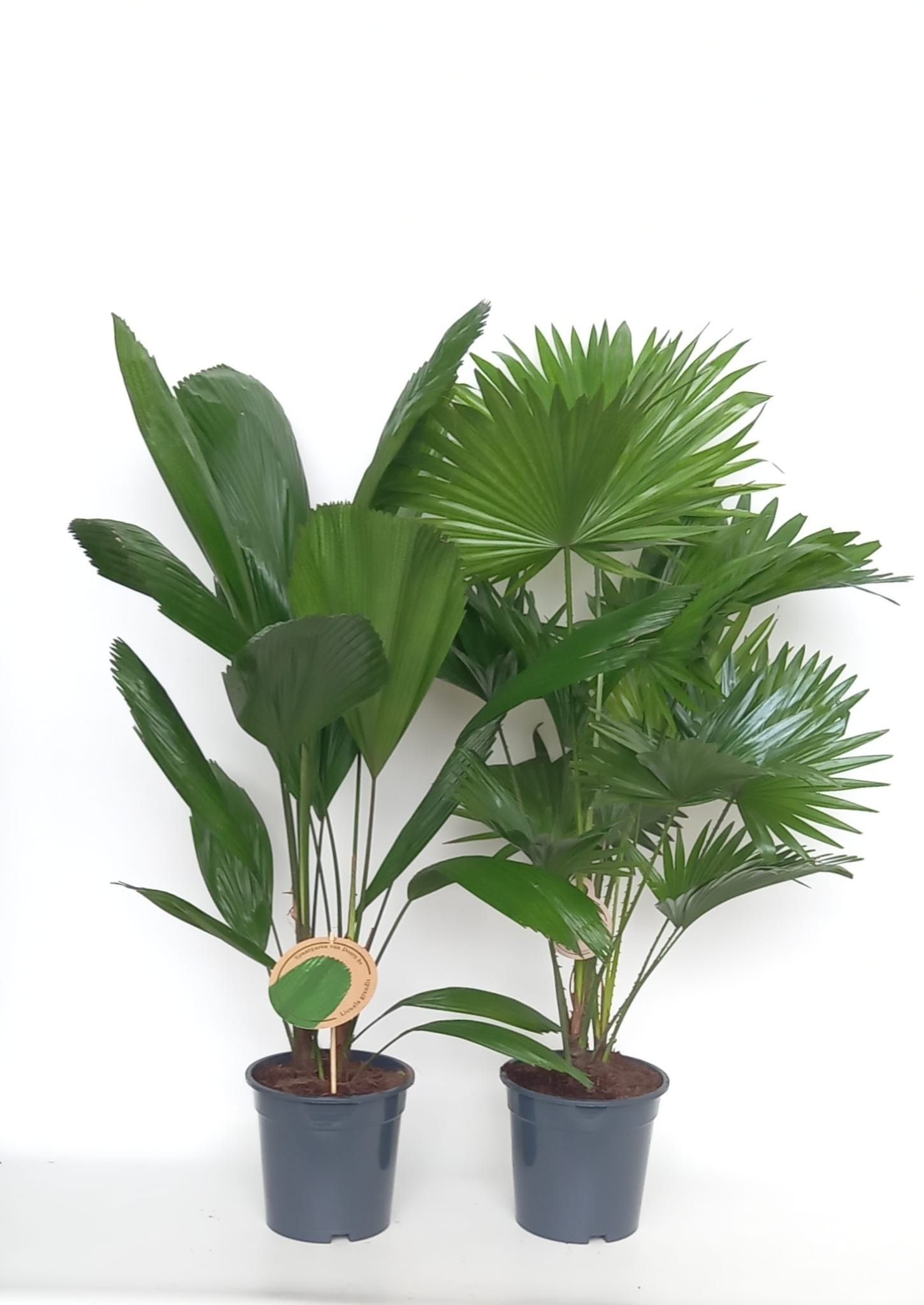 Exotisch palmmix / livi /licu, D 19