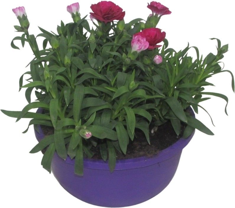 Hello Spring Dianthus Oscar in 19 cm schaal Paars, D 19