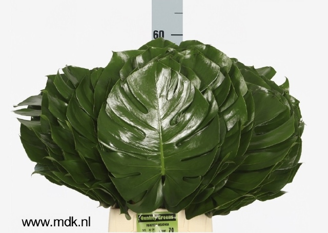 Монстера Лист 60, шт.