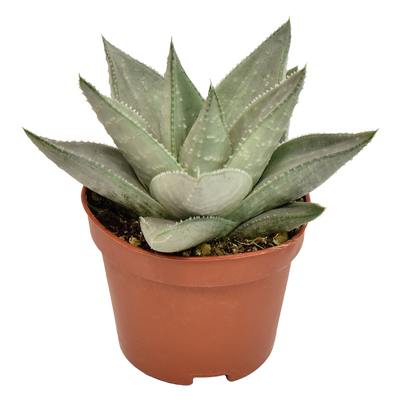 Haworthia Savanna, D 6