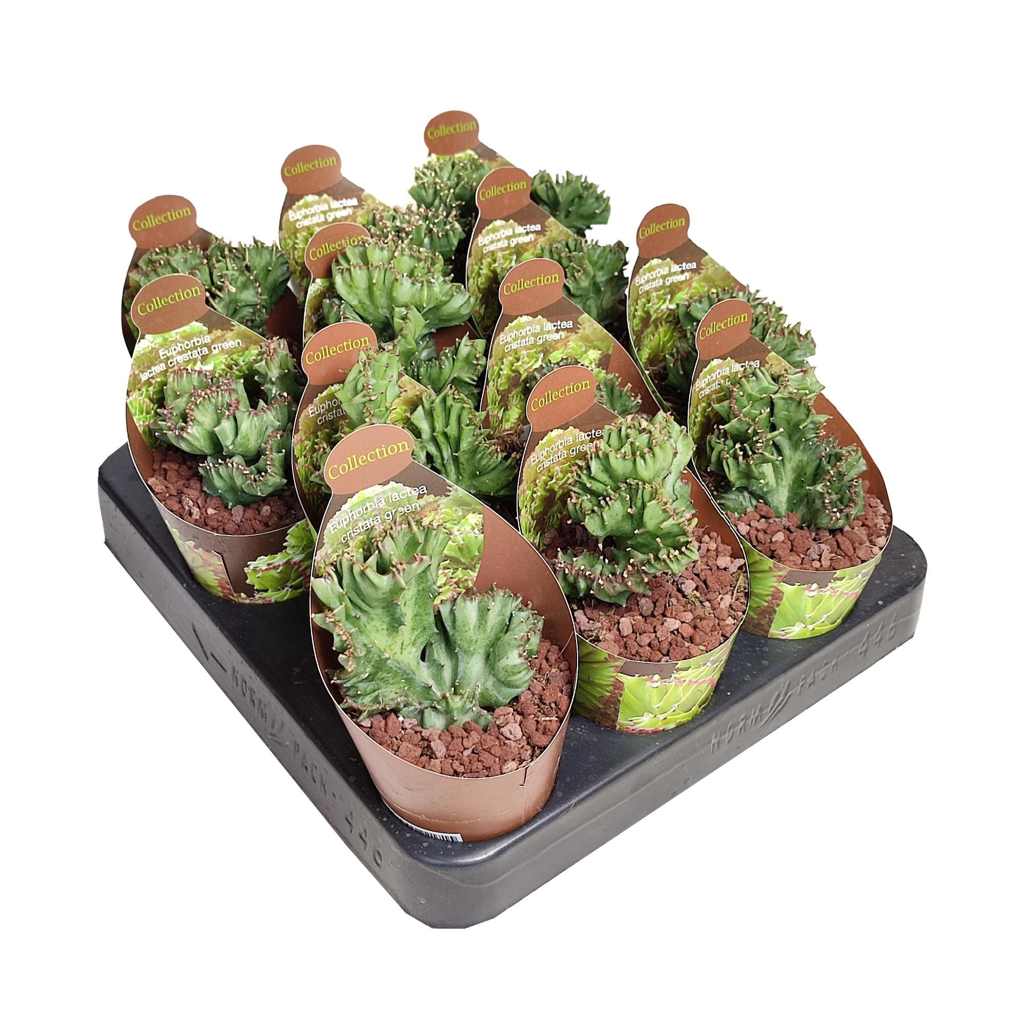 EUPHORBIA LACTEA CRESTATA GREEN - POT Ø 6,5 - COLLECTION WITH POTCOVER (SUCCULENTEN), D 6,5