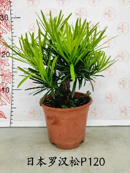 Подокарпус макрофйллус Джапанесе Хиноки Кйпресс 12 30