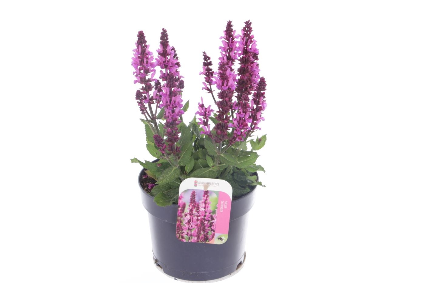 Salvia nemorosa Rose Marvel, D 17