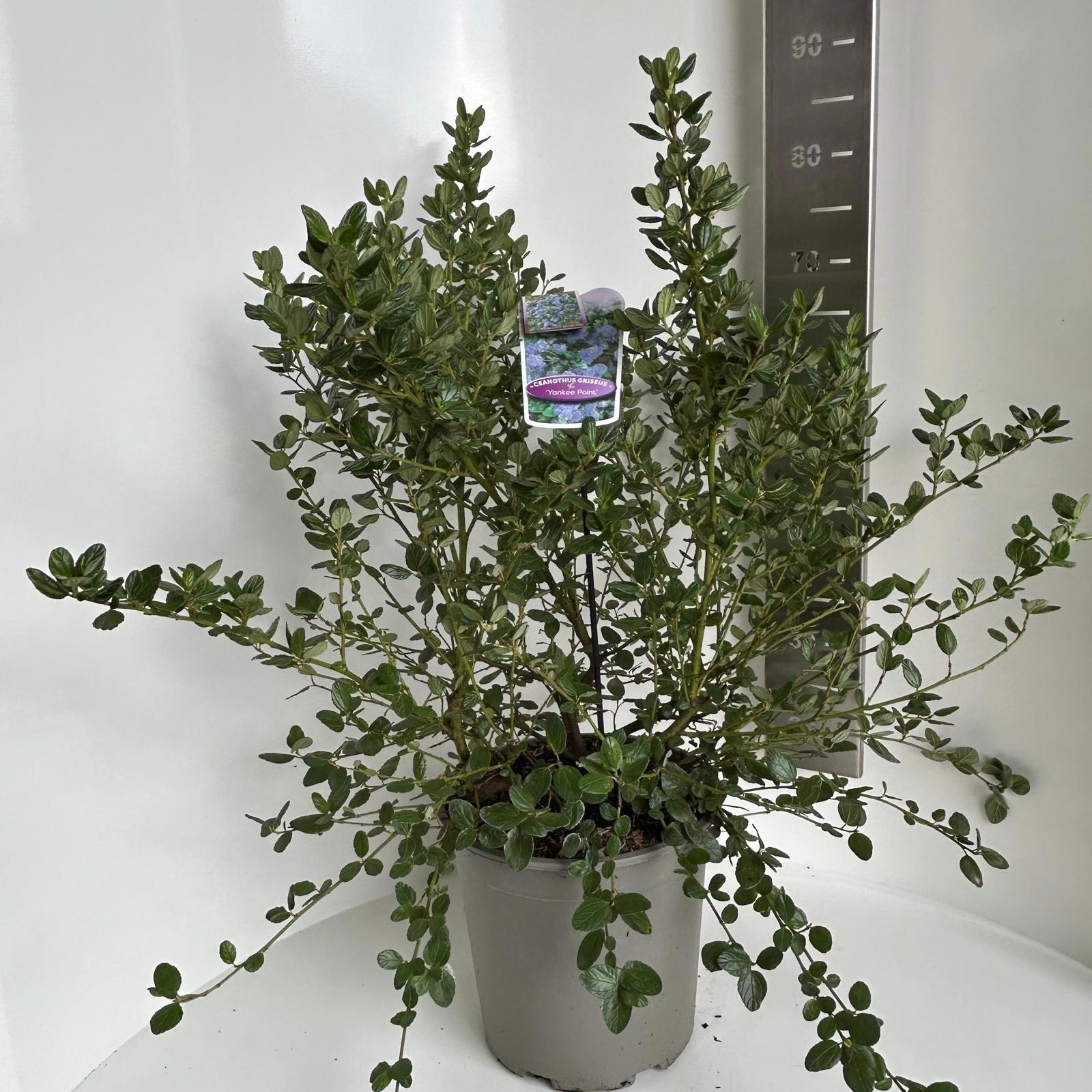 Ceanothus griseus 'Yankee Point', D 29