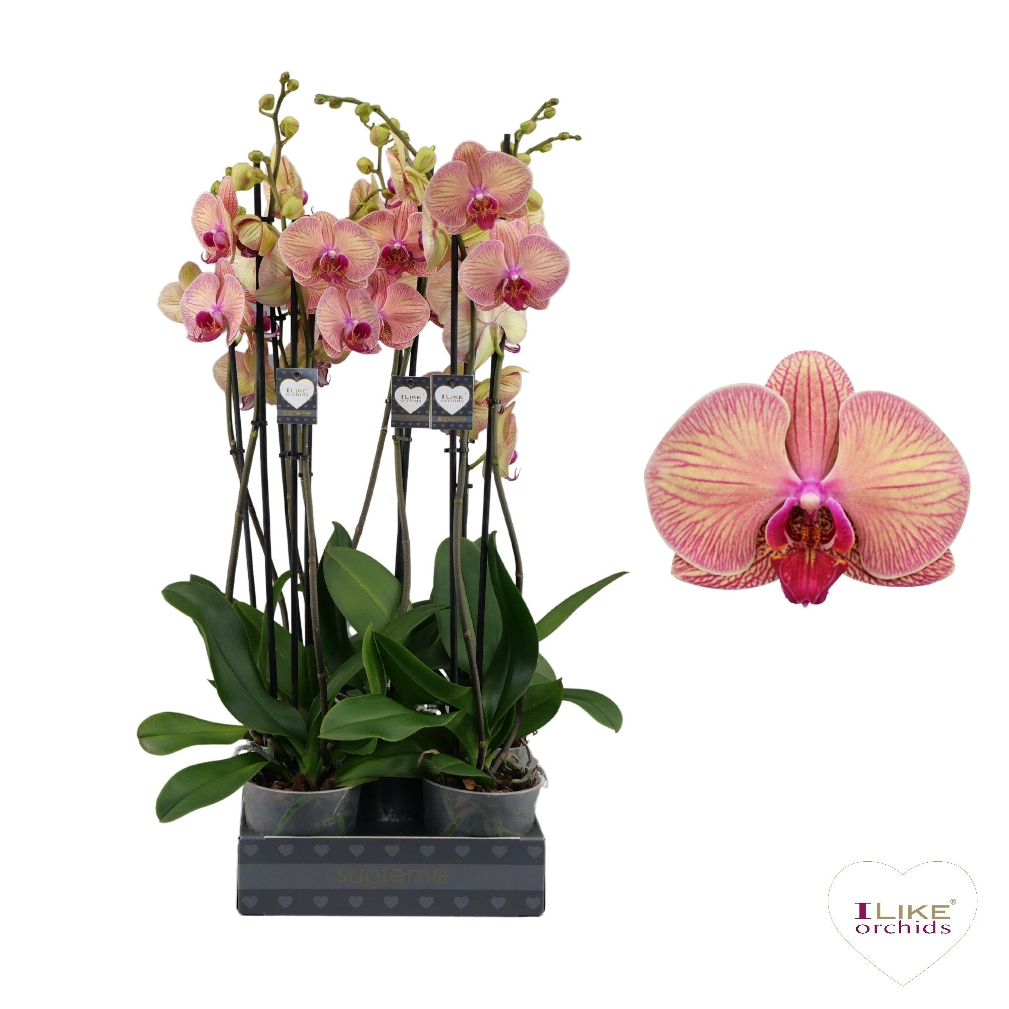 Phalaenopsis Golden Leopard - 2 tak 60cm, D 12