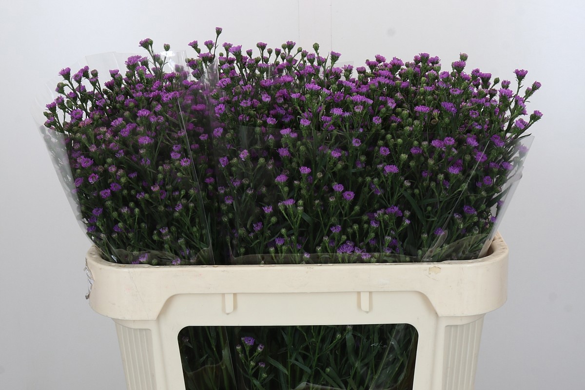 Астер Асти Мини Бэби Пинк 70, шт.