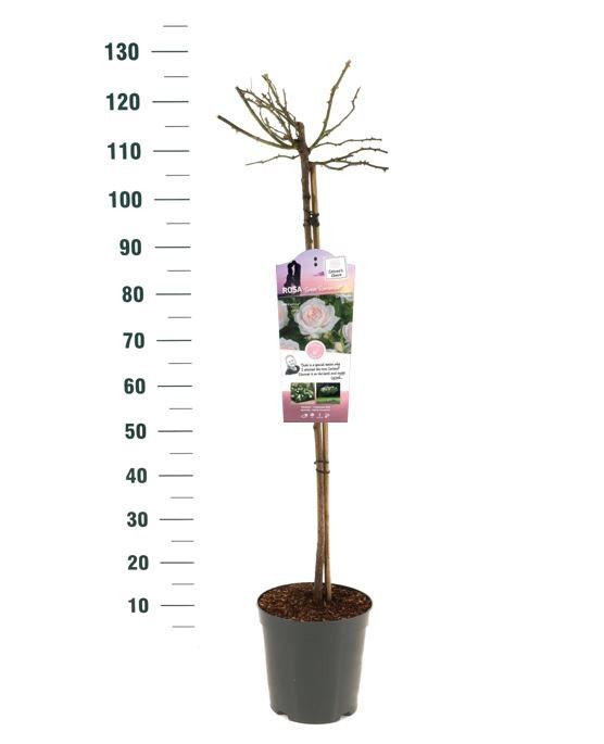 Rosa 'Sweet Romanza' - 90 Stam - Exclusive Collection, D 24