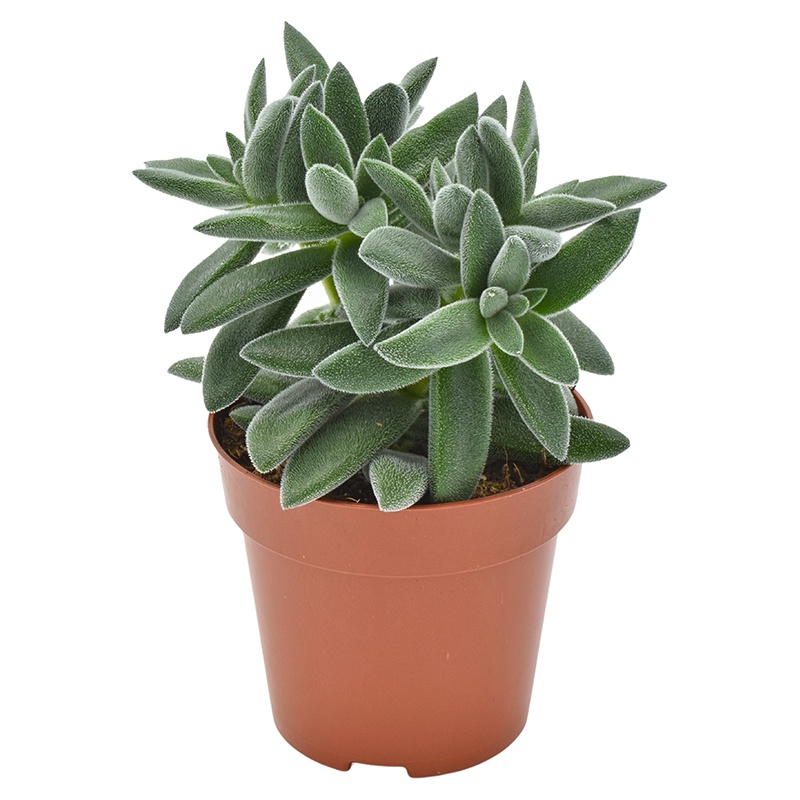 Crassula Tarantula®, D 8,5 cm