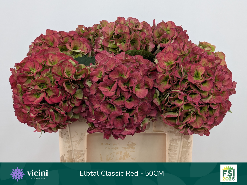 Гортензия Элбтал Классик 50, шт.