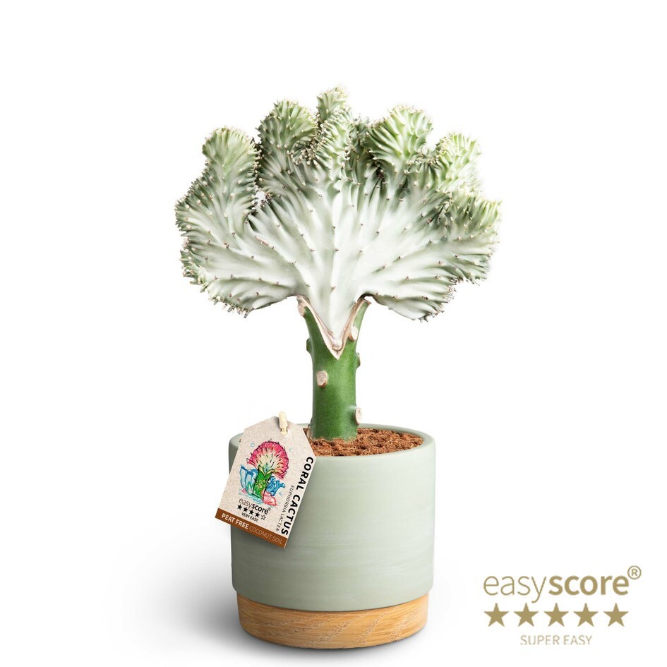 EUPHORBIA LACTEA 41117086 WB Green Lactea, D 12 cm EUPHORBIA LACTEA 41117086 WB Green Lactea, D 12 cm