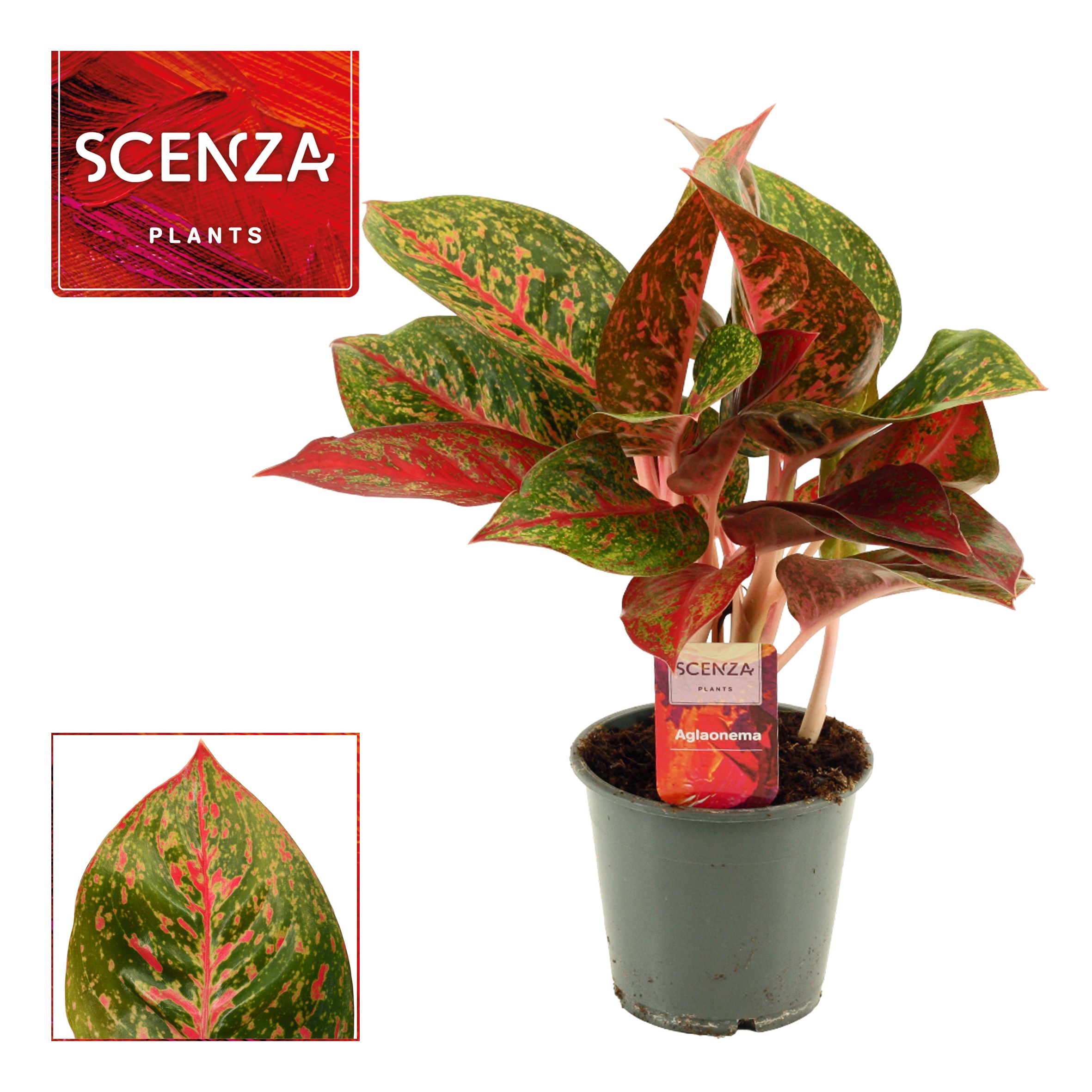 Aglaonema Red Happiness 12 cm (Scenza), D 12