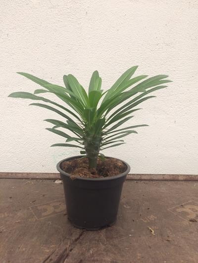 PACHYPODIUM LAMEREI, D 12