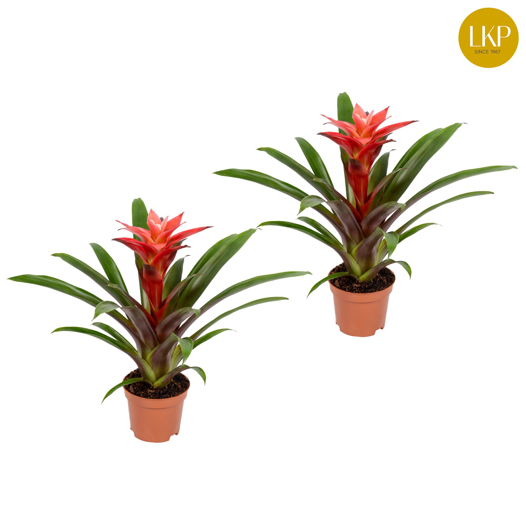 Guzmania Libby Roze (zonder Hoes), D 10,5