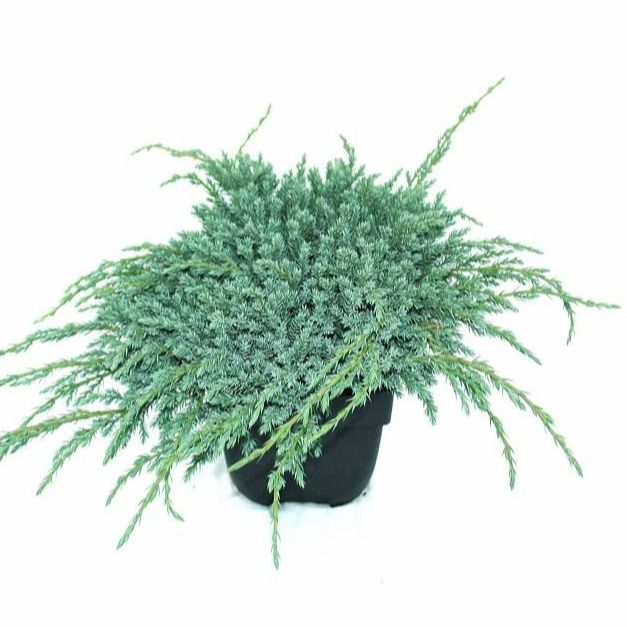 Juniperus squamata 'Blue Carpet' P17, D 17