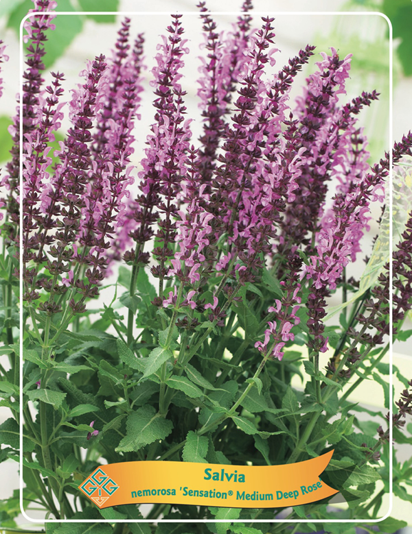 Salvia nemorosa 'Sensation® Medium Deep Rose' P11, D 11