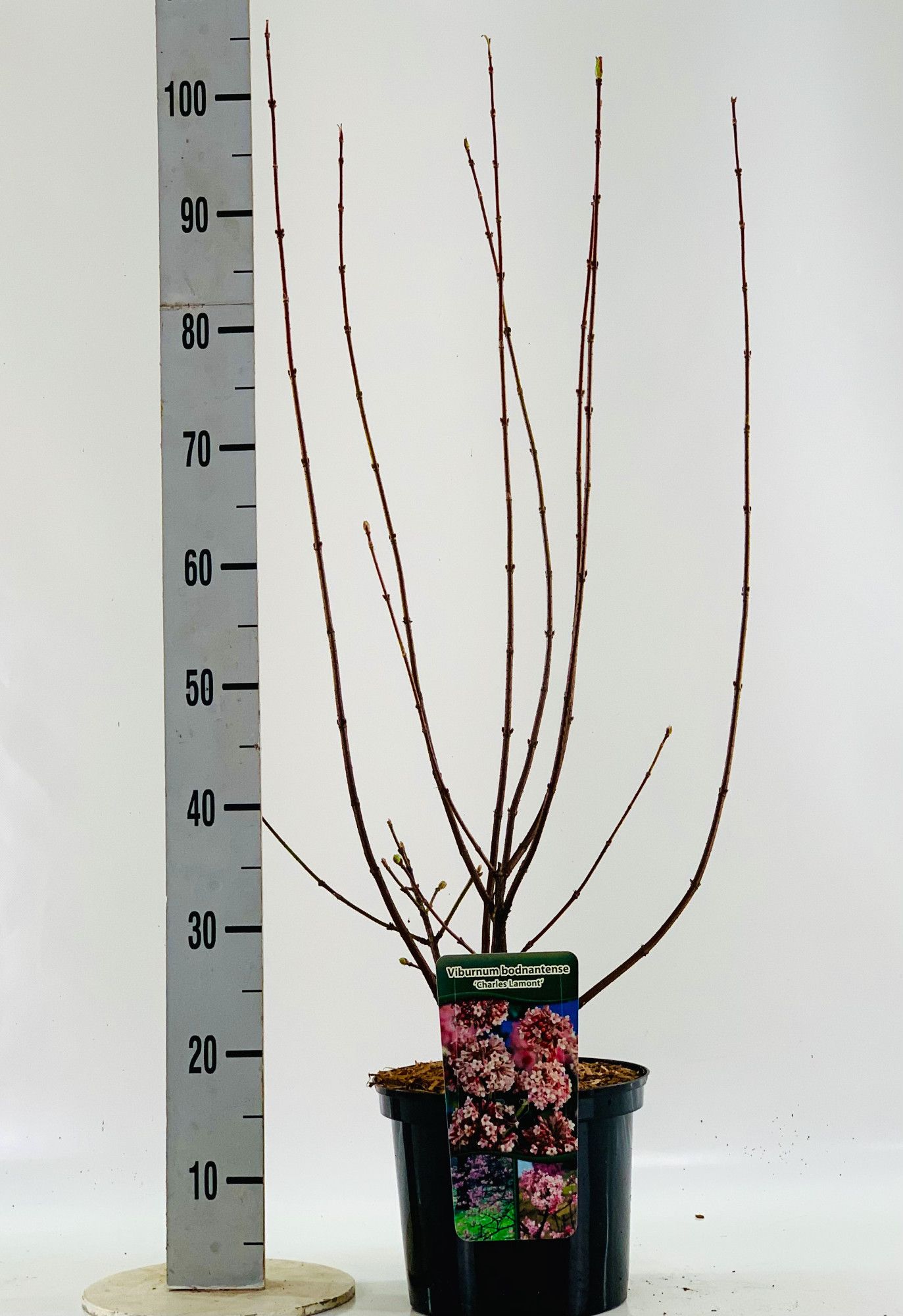 Viburnum bod. 'Charles Lamont', D 23