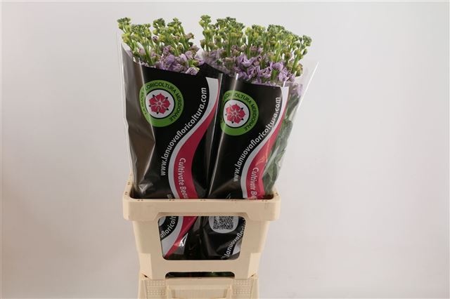 Маттиола од. Айрон Марин 70, шт.