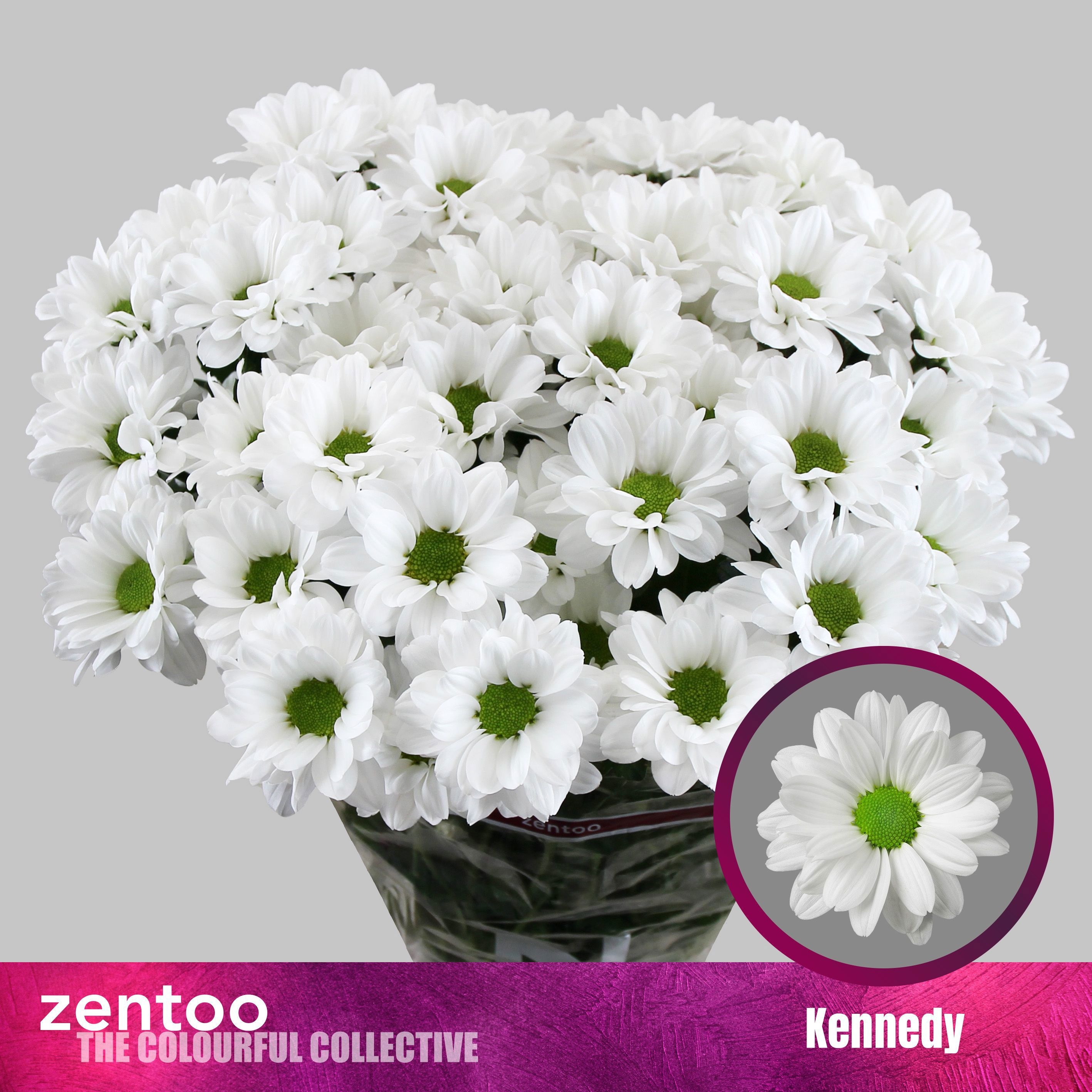 Хризантема куст. Кеннеди 70 (бел.), шт.