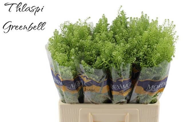 Тласпи Грин Бэлл 60, шт.