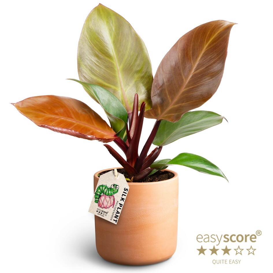 Raw Terracotta, Philodendron ´Prince of Orange´, D 12