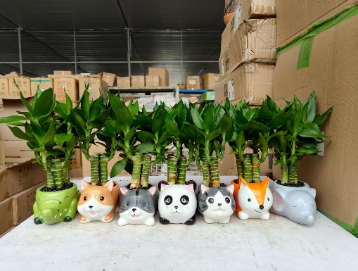 Драцена сандериана 11 Дун Дун Бамбук 11圆瓷盆 11 22