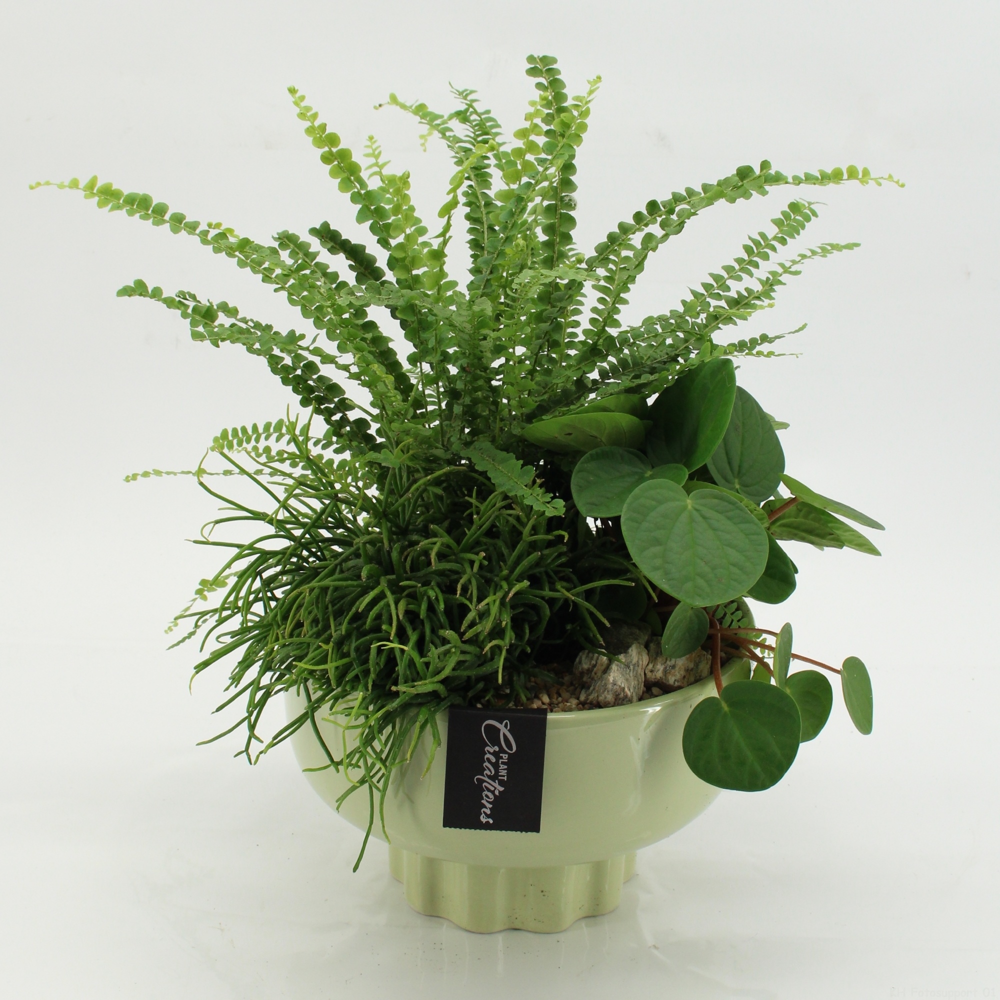 GRCR-2640 Green Essentials, D 22