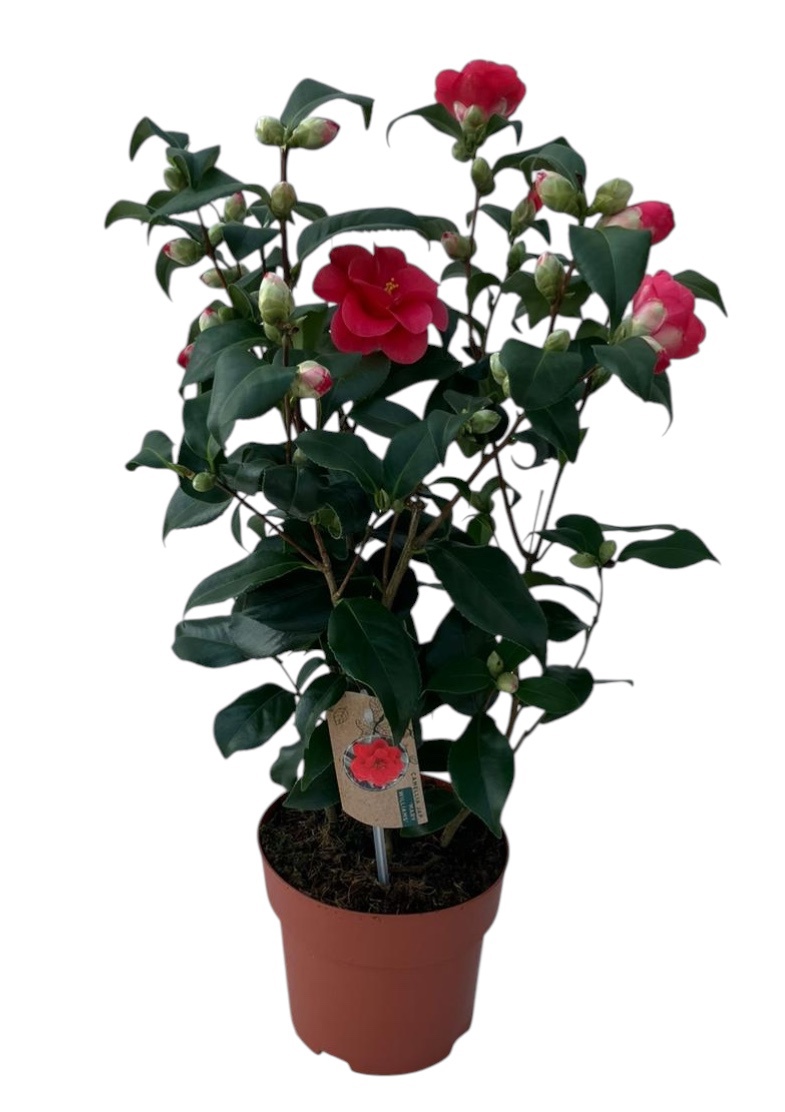 Camellia Mary Williams 40+ knoppen, D 19