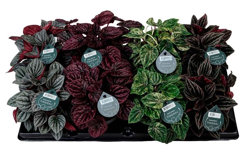 PEPEROMIA CAPERATA 'Mix', D 11 cm