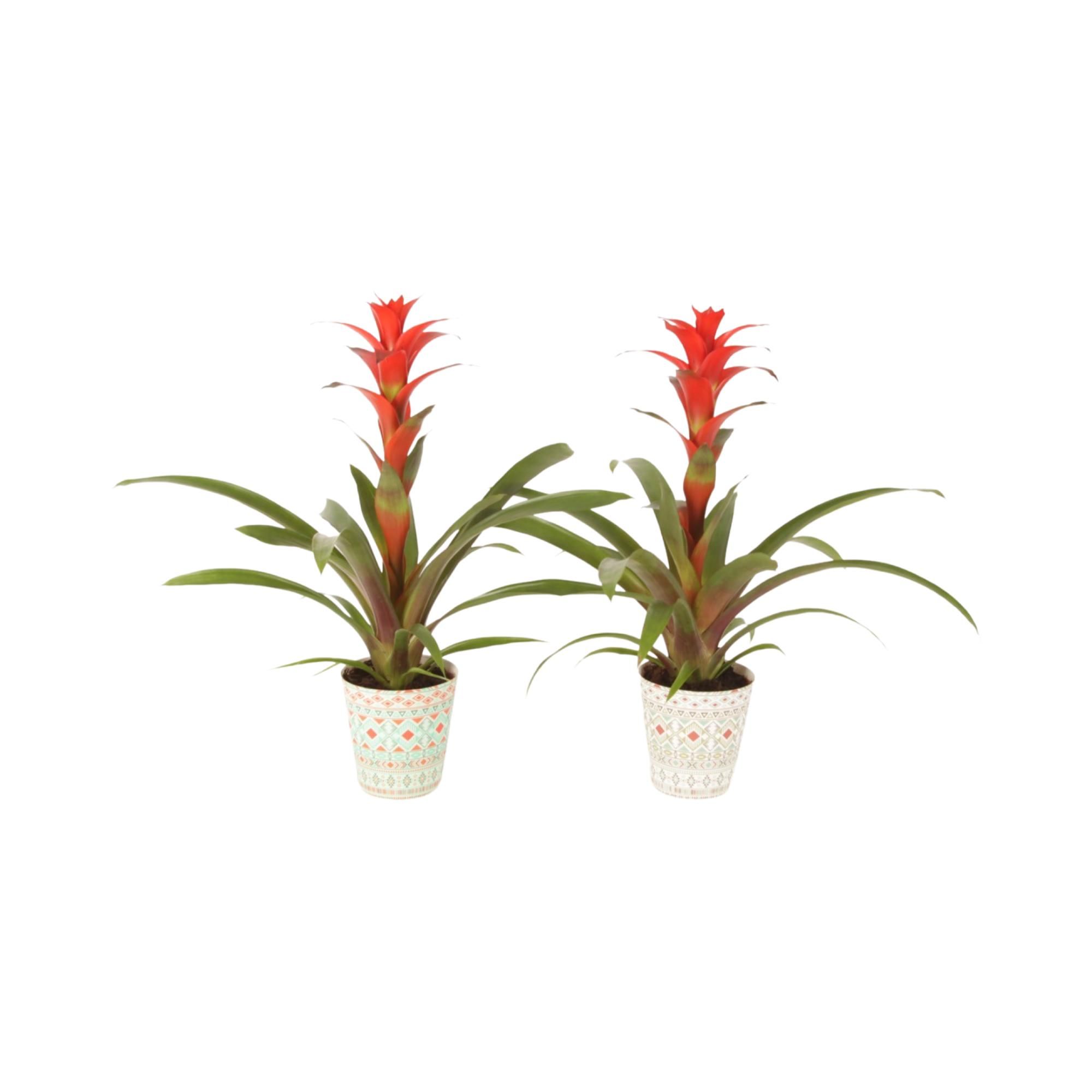 Guzmania Allura in potcover Havana, D 12