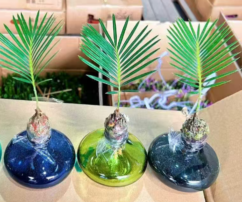 Саго цикас Минималист Нордик Стйле Саго Палм Хйдропоникс 12 23