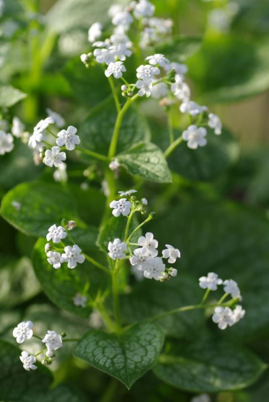 Brunnera macrophylla Mr. Morse, D 17