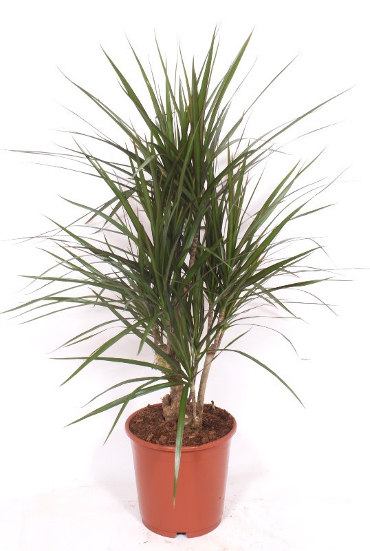 Dracaena marginata, D 24