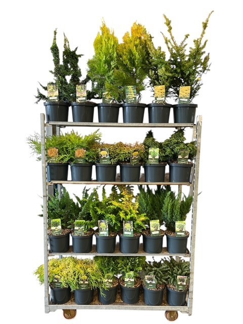 Coniferen Standaard Mix C5, D 23