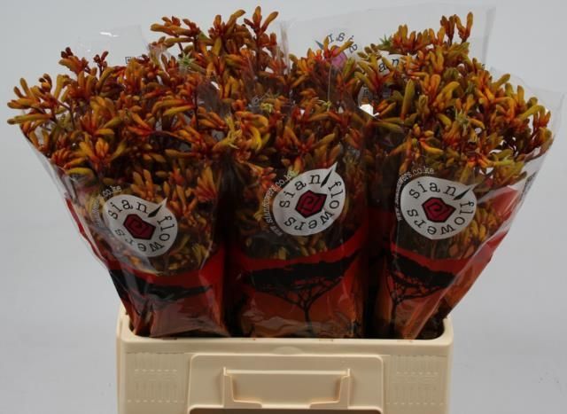 Анигозантус Голд Фивер 60, шт.