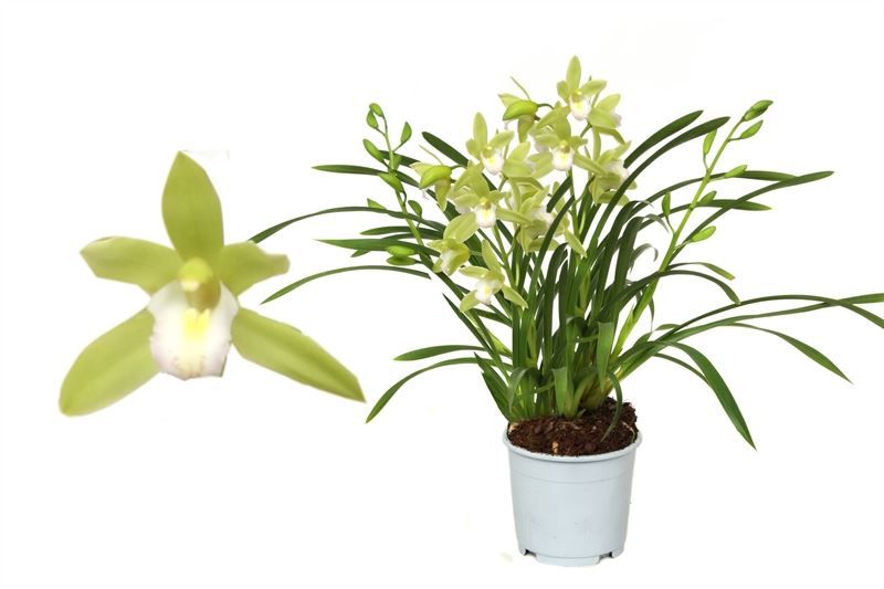 Cymbidium p12 Mint Source 4T20+, D 12