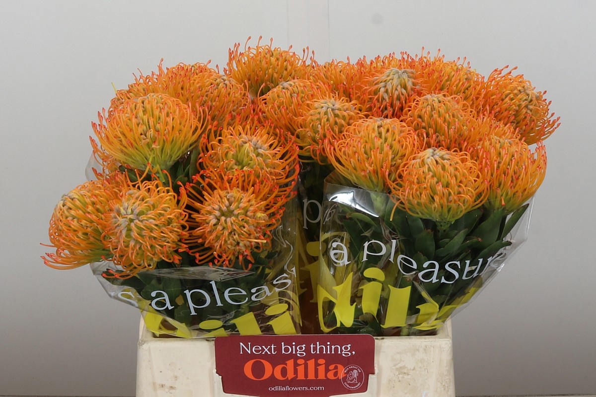 Нутанс Айоба Сан 40, шт.