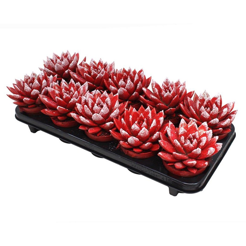 Miranda coloured tomato red + snow, D 10,5