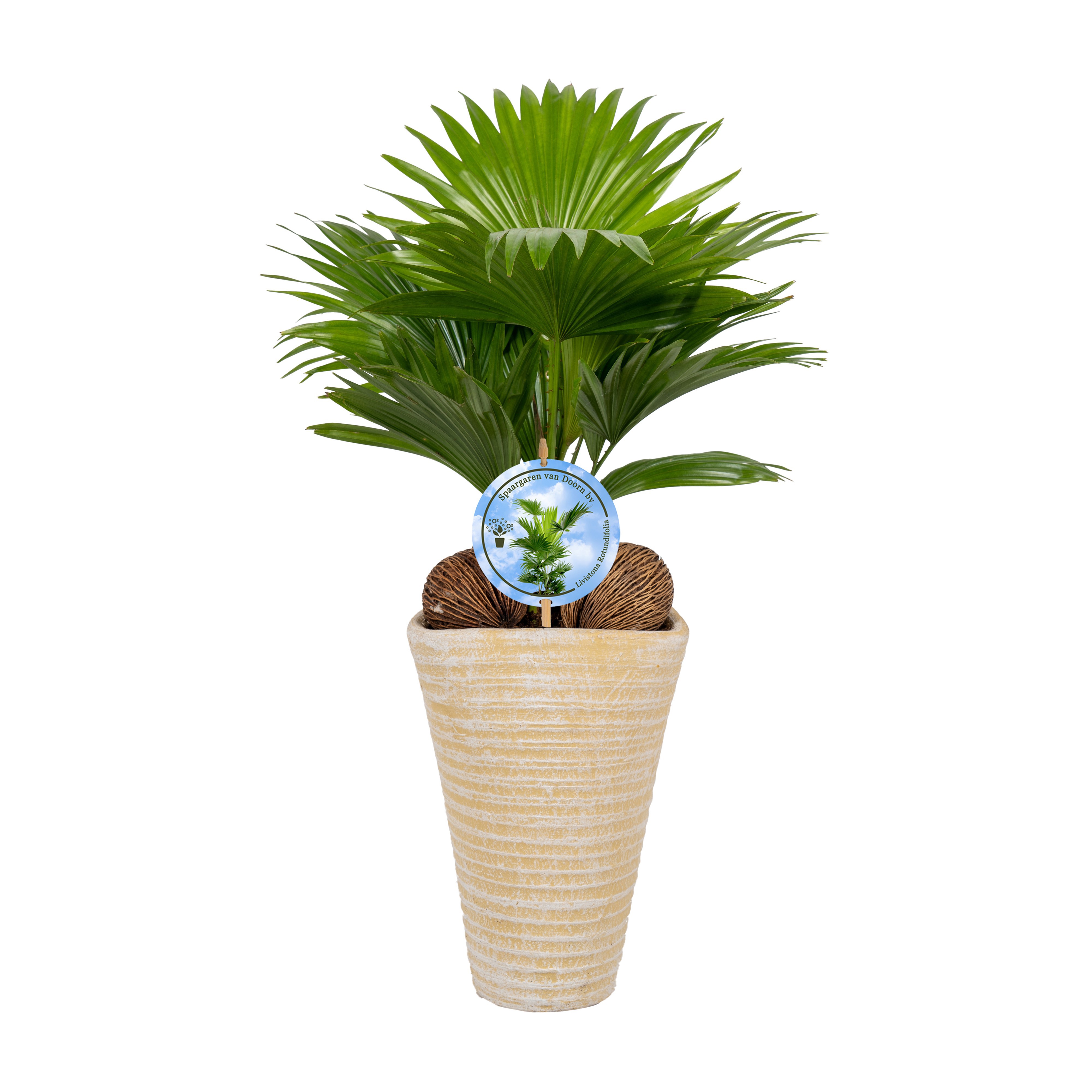 Livistona rotundifolia11 s Aspd Lucht Zuiverend Creme pot, D 16