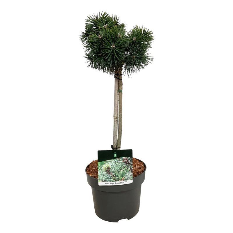 Pinus mugo 'Green Pearl', D 23
