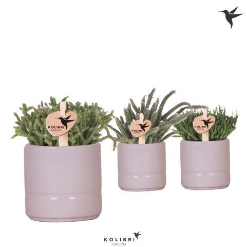 Kolibri Greens Rhipsalis mix in Pastel pot pink, D 6